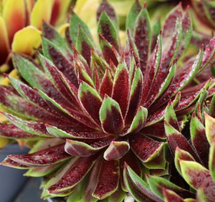 Saulrietenis 'Mint Chocolate Chip'